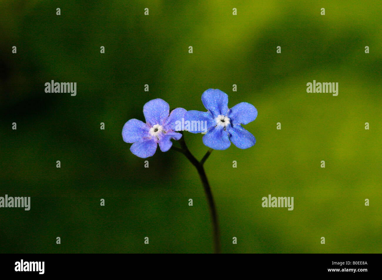 Bois de floraison -oubliez moi-pas. ( Myosotis sylvatica) Banque D'Images