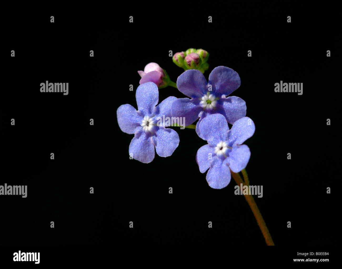 Bois floraison oublier -moi- non. ( Myosotis sylvatica) Banque D'Images