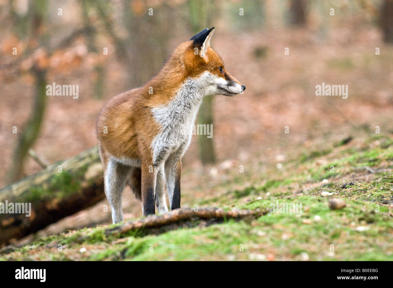 Le renard roux (Vulpes vulpes) Banque D'Images