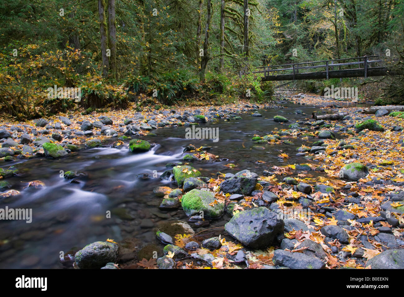 Barnes Creek, Olympic National Park, Washington Banque D'Images