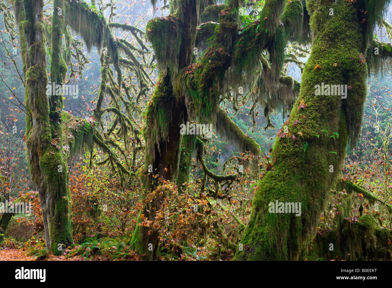 Club moss sur l'érable à grandes feuilles arbres en automne, Olympic National Park, Washington Banque D'Images