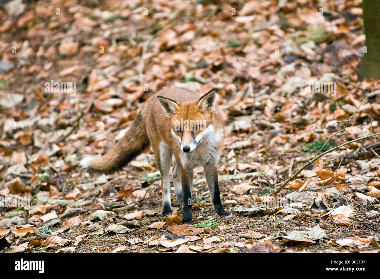 Le renard roux (Vulpes vulpes) parmi les feuilles mortes Banque D'Images