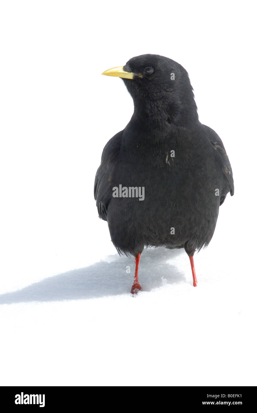 Gracchio alpino Pyrrhocorax graculus uccelli corvidi montagna neve Cogne Parco Nazionale Gran Paradiso Valnontey rifugio Vittori Banque D'Images