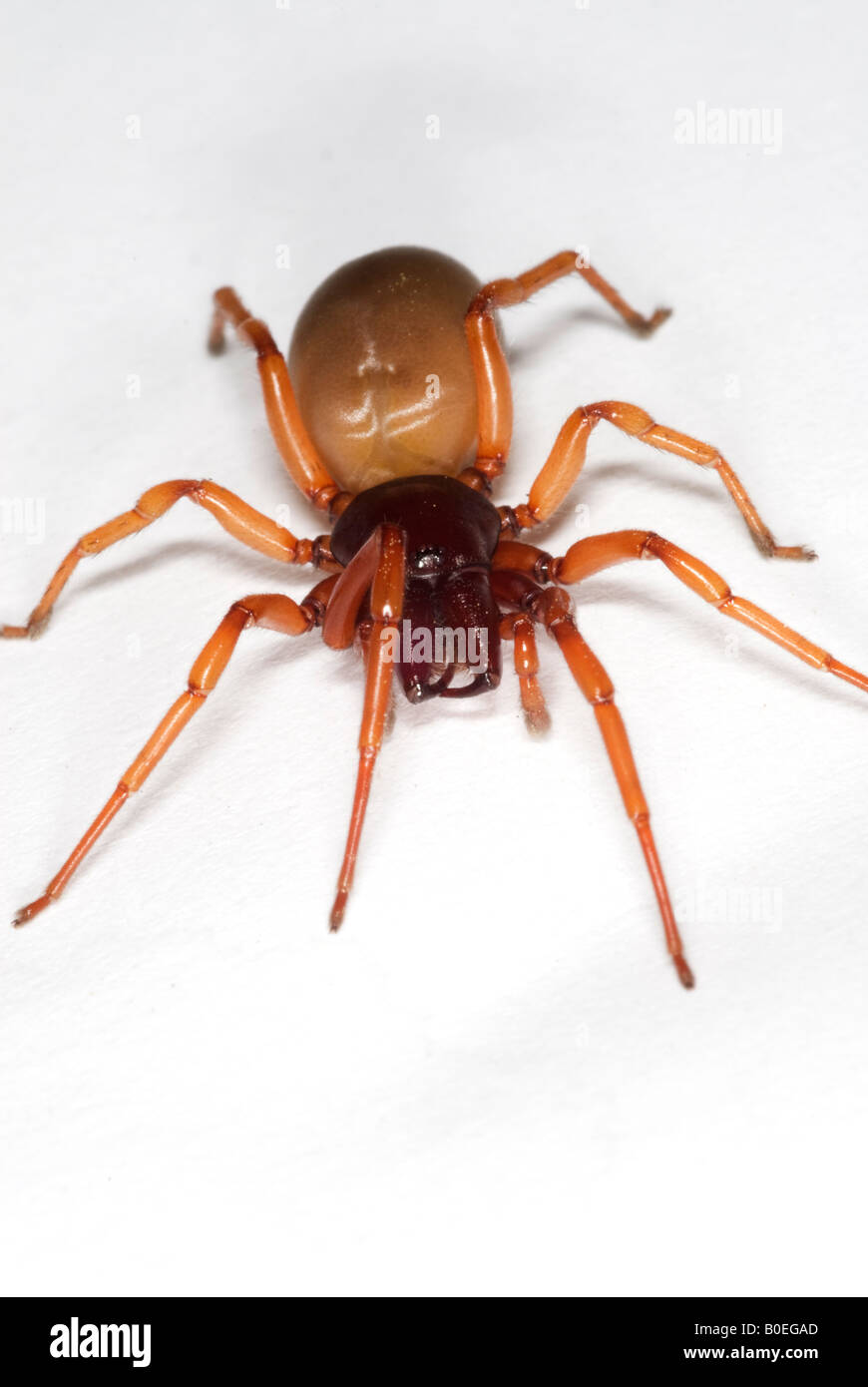 Araignée Dysdera crocata le cloporte est une espèce d'araignée qui se nourrit exclusivement de cloportes Banque D'Images