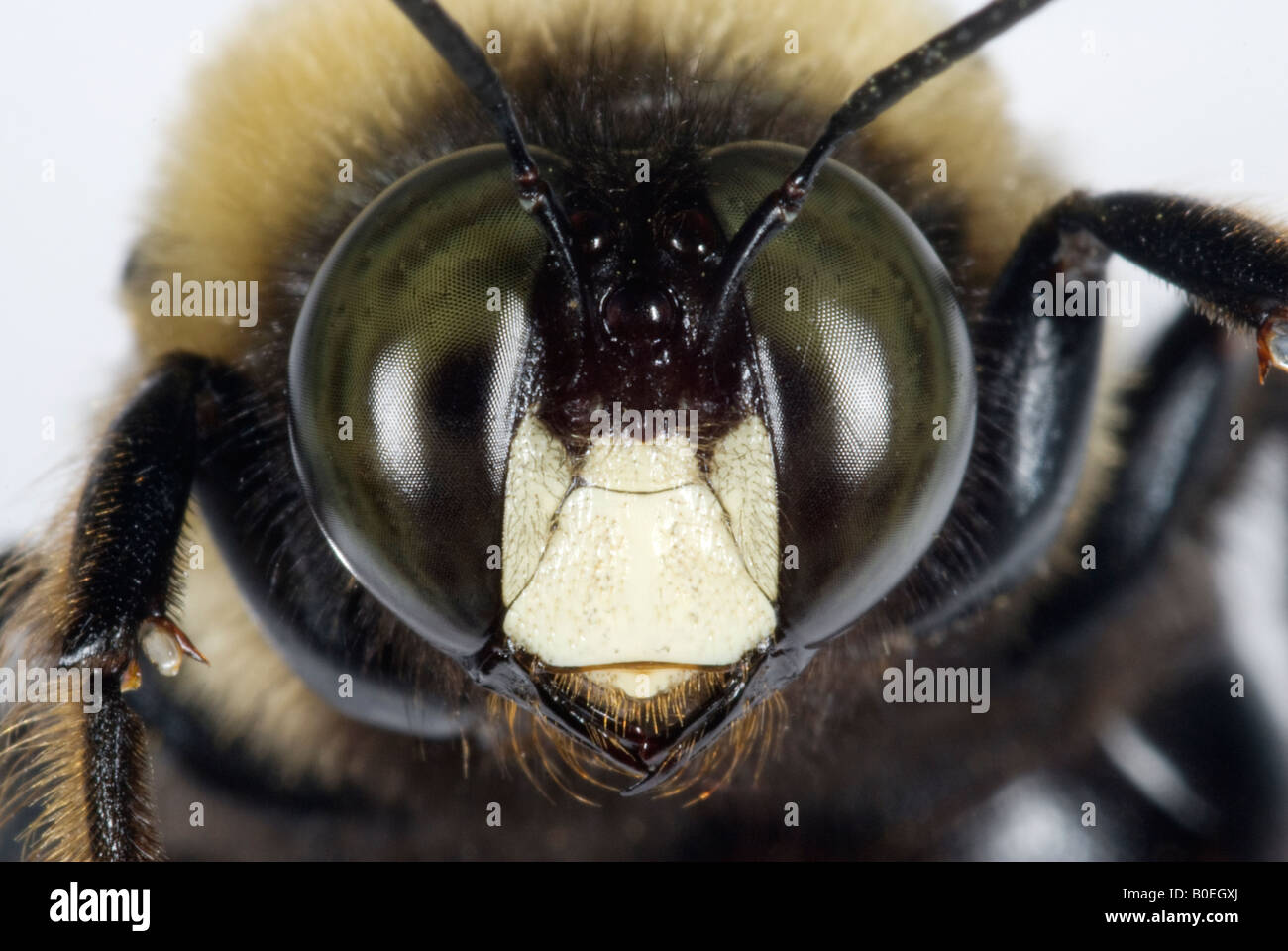 L'homme abeille charpentière Xylocopa virginica Banque D'Images