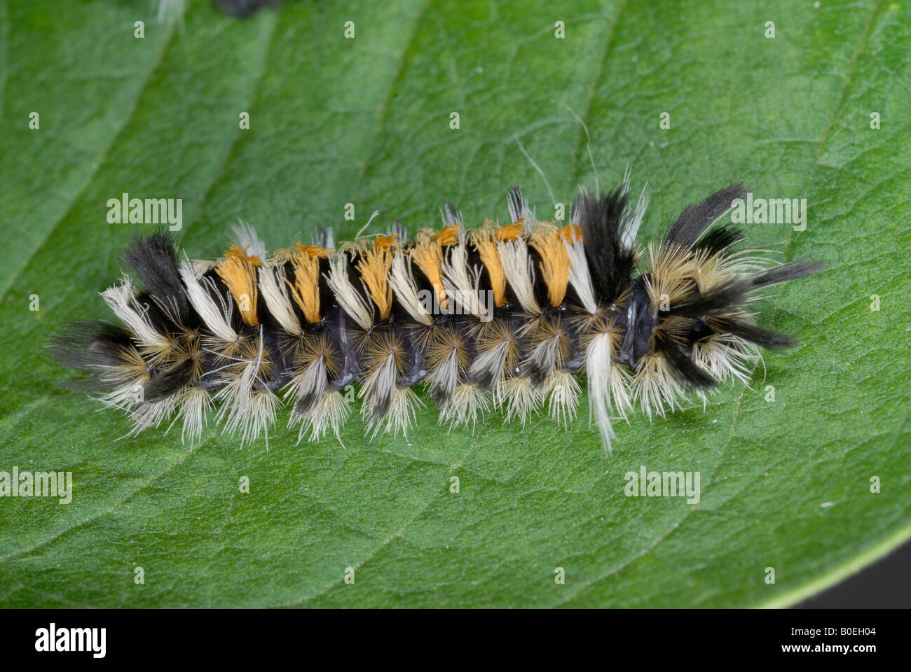 Euchaetes egle l'asclépiade tussock chenille ou Tiger Moth, l'asclépiade est une espèce de la famille des Arctiidae Banque D'Images