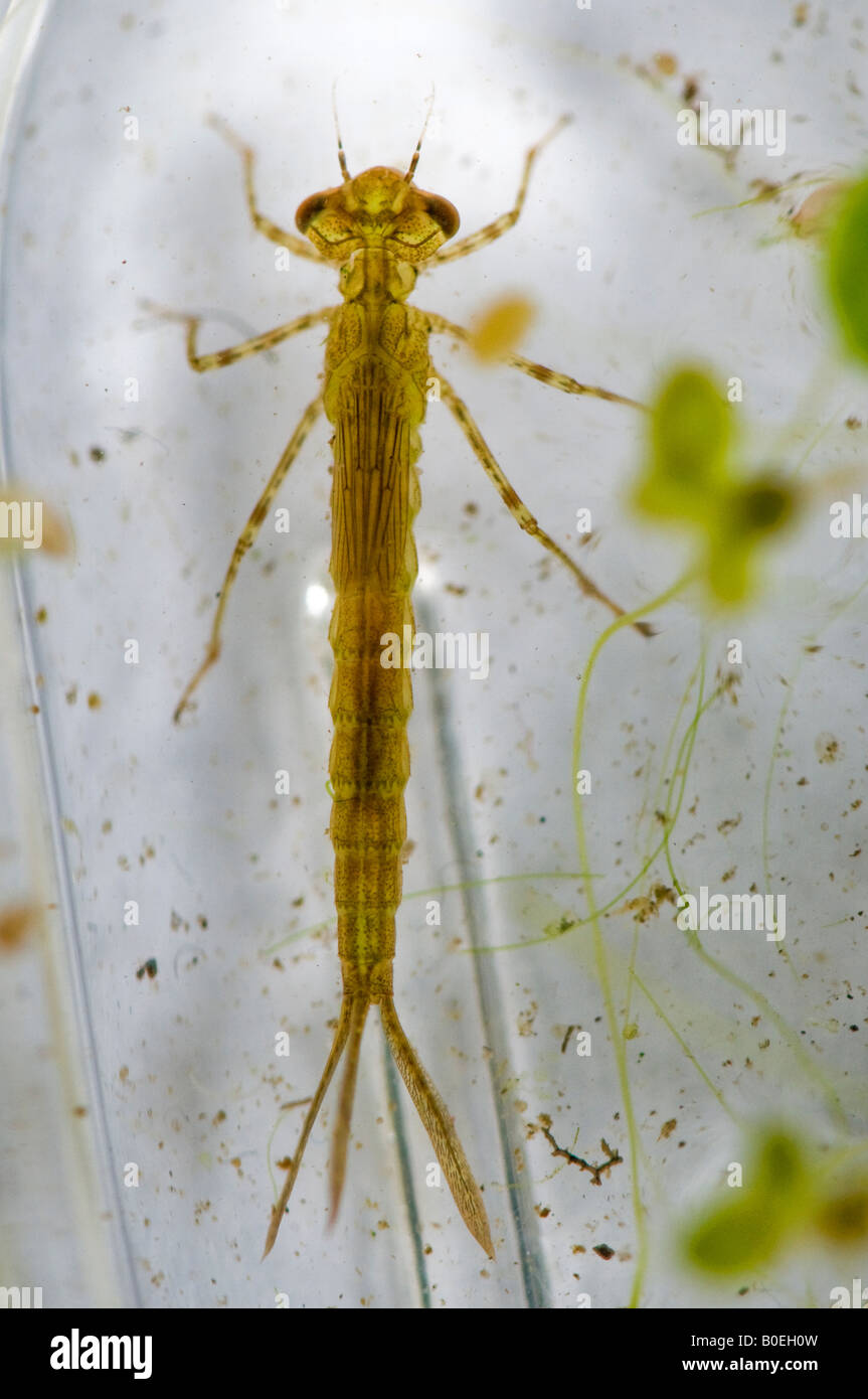 Larve de libellule dans l'eau de l'étang d'être vu sous un microscope Banque D'Images
