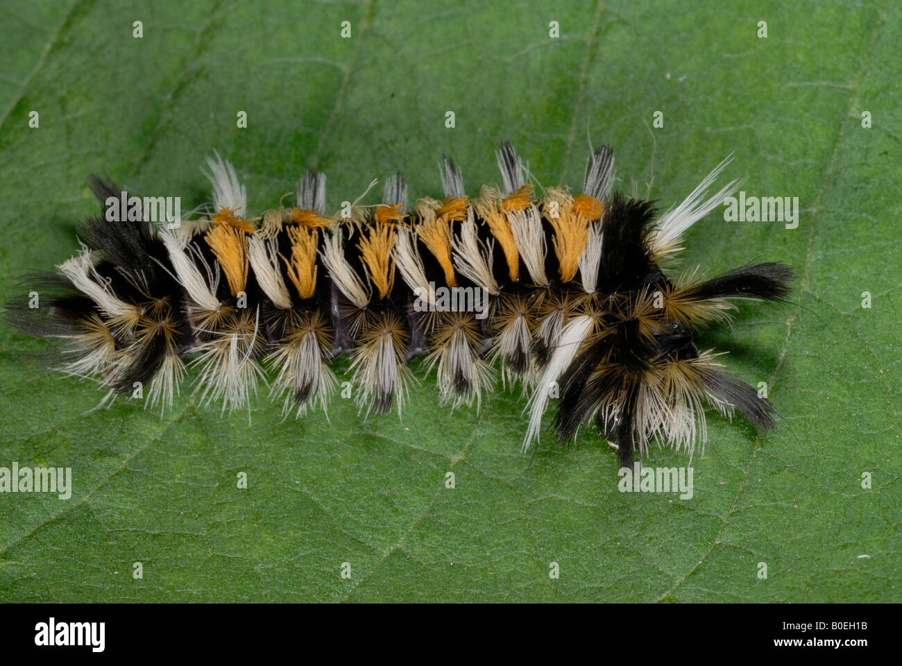 Euchaetes egle l'asclépiade tussock chenille ou Tiger Moth, l'asclépiade est une espèce de la famille des Arctiidae Banque D'Images