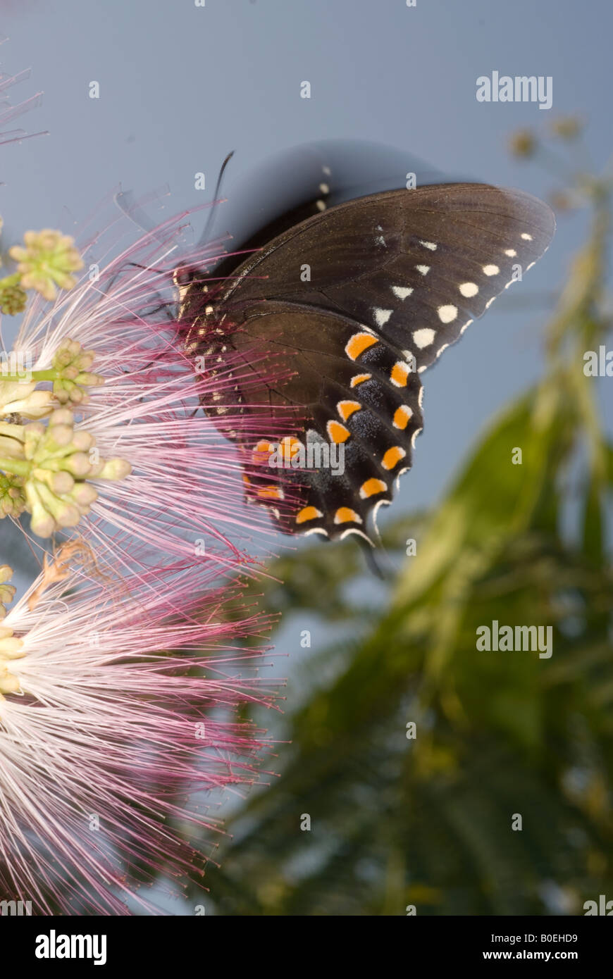 Papilio polyxenes papillon Swallowtail noir Banque D'Images