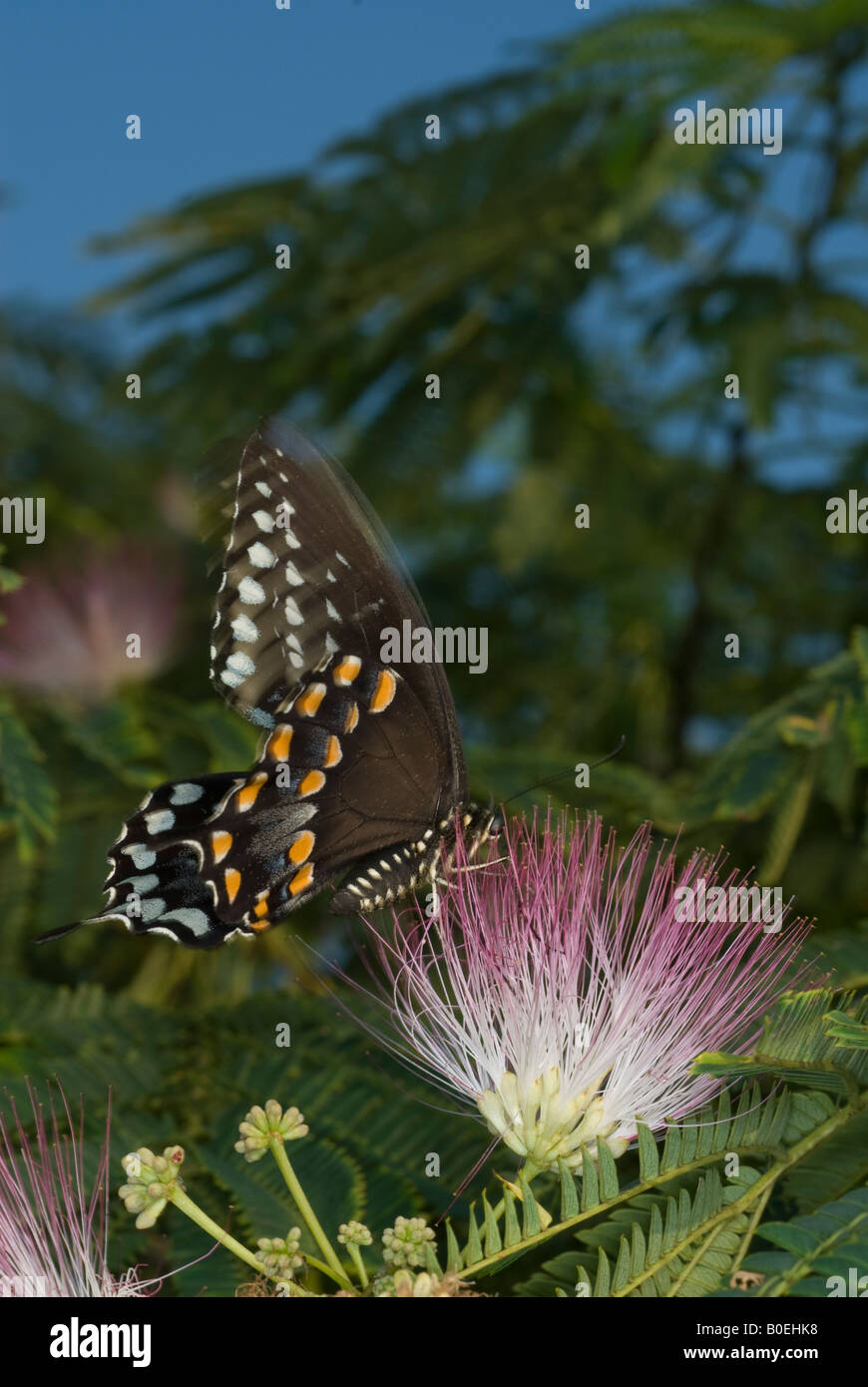 Papilio polyxenes Swallowtail noir Banque D'Images
