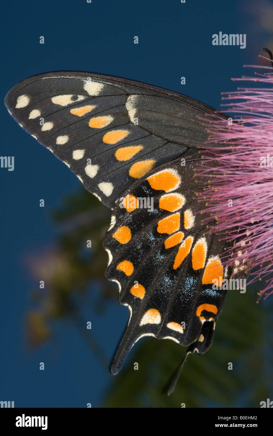Papilio polyxenes papillon Swallowtail noir Banque D'Images