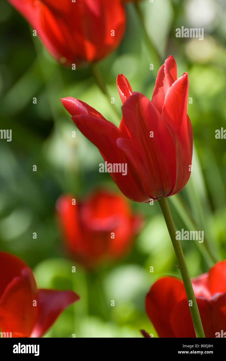 Tulipes rouges dans un jardin anglais Banque D'Images