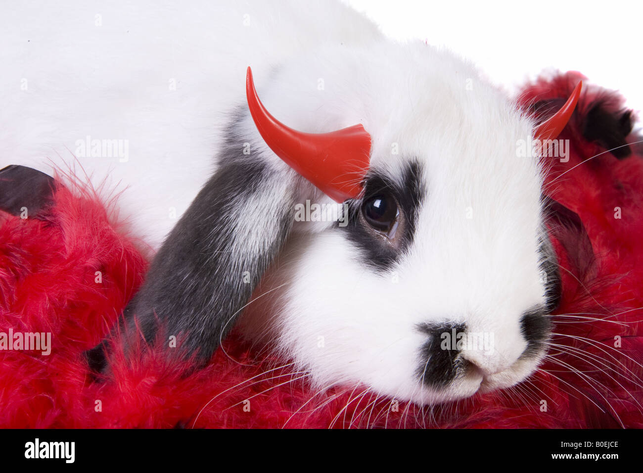 Noir et blanc oreille lop bunny vêtu comme un petit diable isolé sur fond blanc Banque D'Images