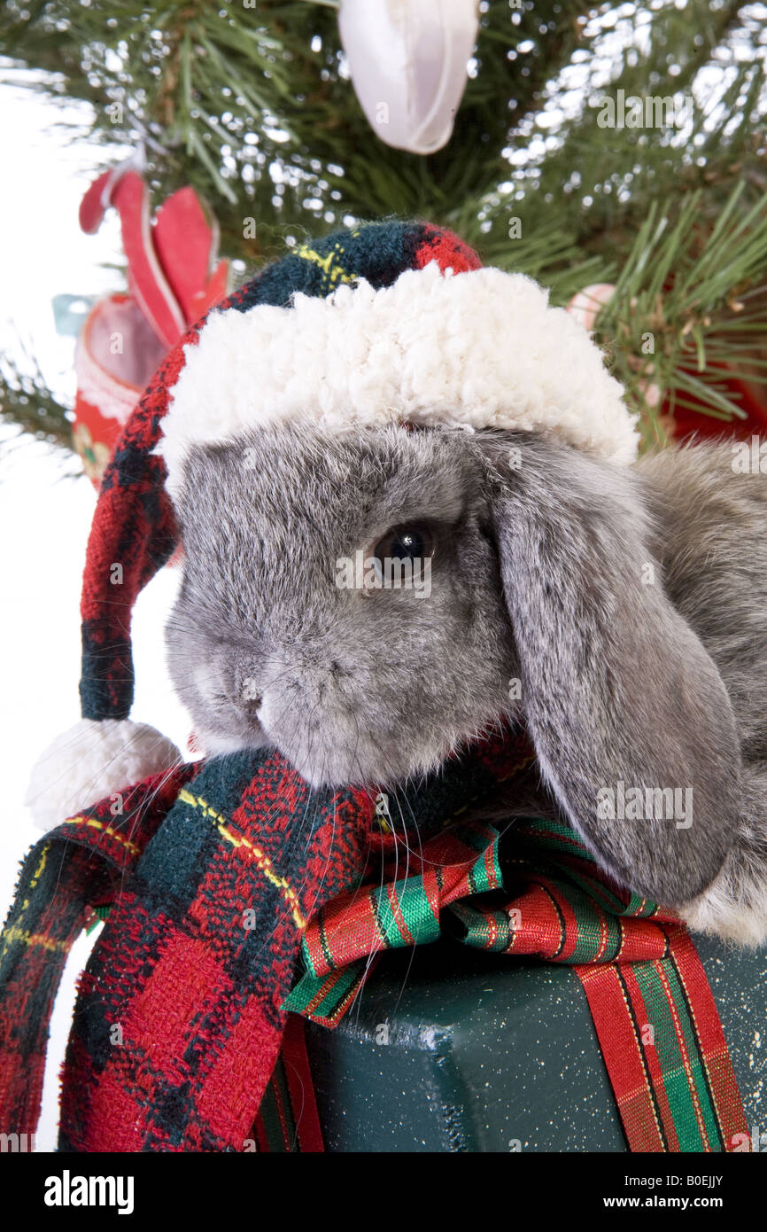 Noel Mignon Mini Gris Bebe Lapin Belier Wearing Hat En Vertu De L Arbre De Noel Avec Des Cadeaux Isole Sur Fond Blanc Photo Stock Alamy Noel Mignon Mini Gris Bebe Lapin Belier Wearing Hat En Vertu De L Arbre De Noel Avec Des Cadeaux Isole Sur Fond Blanc Photo Stock Alamy