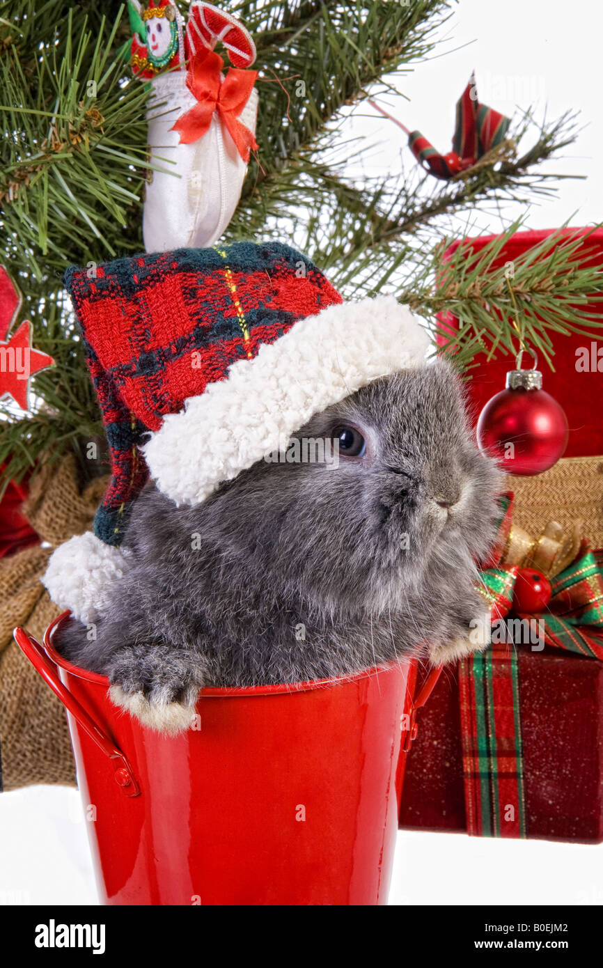 Noel Mignon Mini Gris Bebe Lapin Belier Wearing Hat En Vertu De L Arbre De Noel Avec Des Cadeaux Isole Sur Fond Blanc Photo Stock Alamy Noel Mignon Mini Gris Bebe Lapin Belier Wearing Hat En Vertu De L Arbre De Noel Avec Des Cadeaux Isole Sur Fond Blanc Photo Stock Alamy