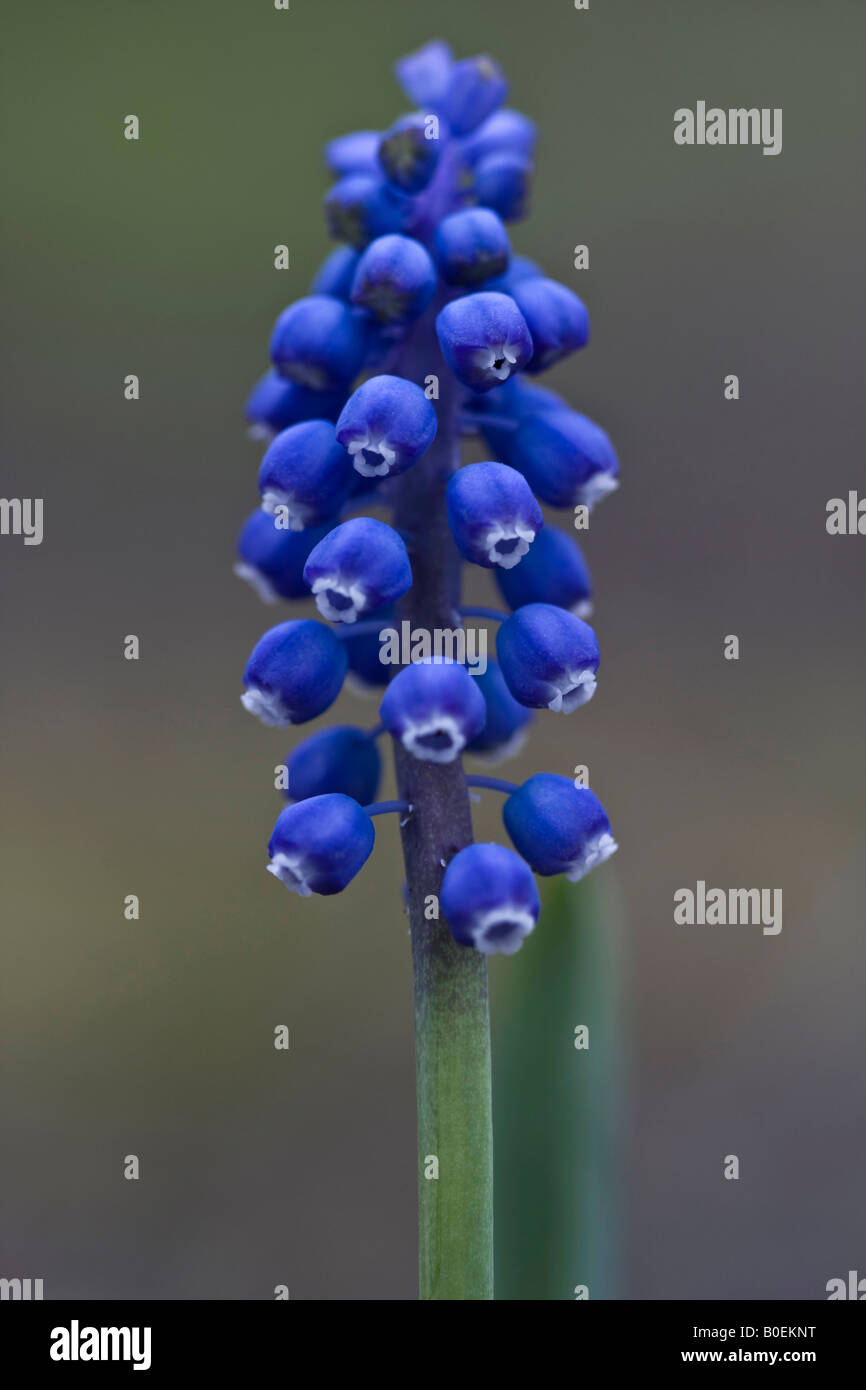 Fleur de muscari arménien (Muscari armeniacum) bleu sur fond flou vue avant gros plan vertical en Ohio États-Unis US haute résolution Banque D'Images