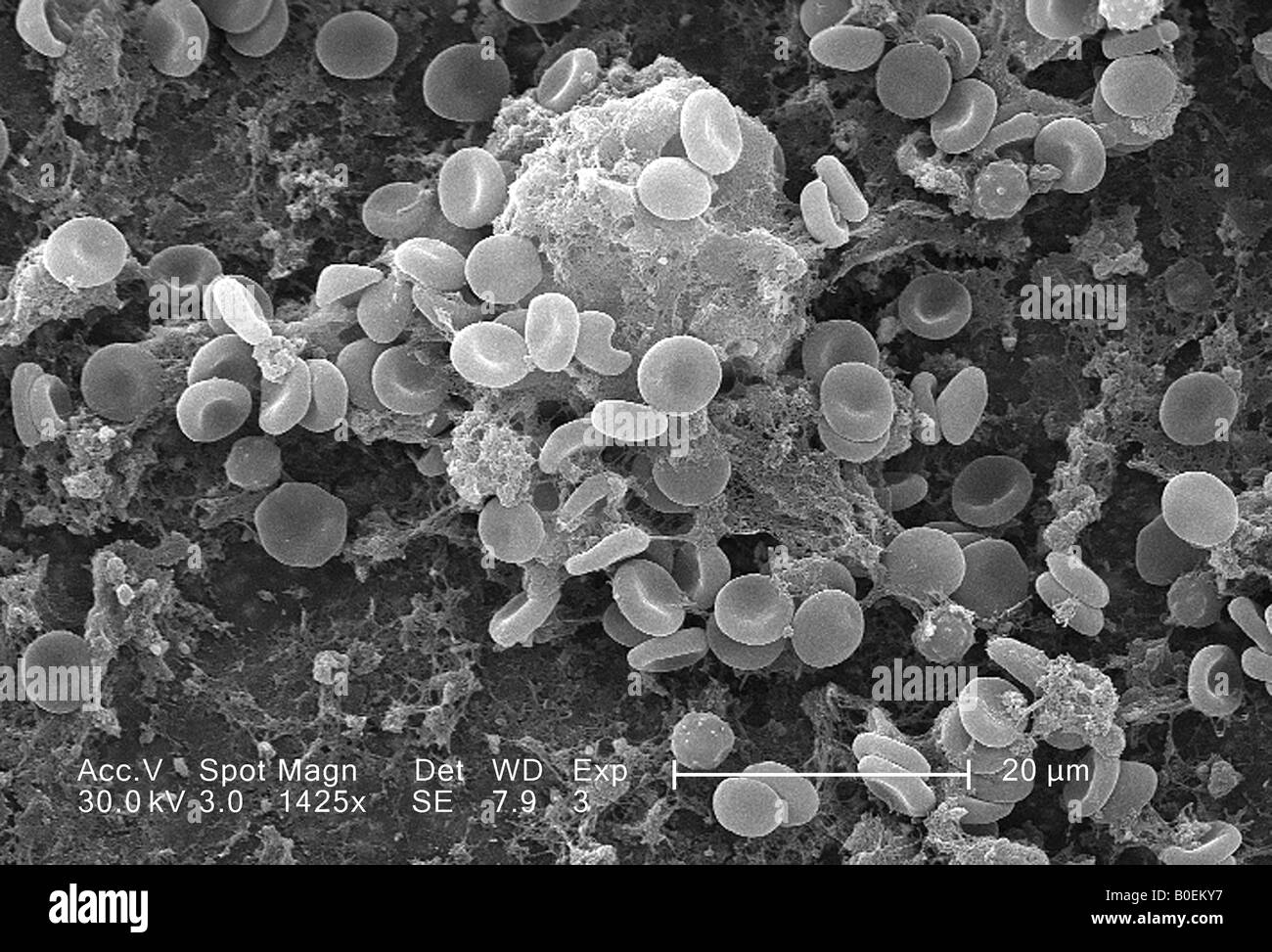 Diaporama : des images de microscopie électronique à couper le souffle