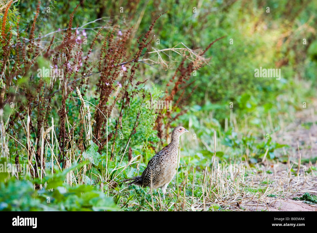 Faisan femelle Herefordshire Angleterre Royaume-Uni Banque D'Images