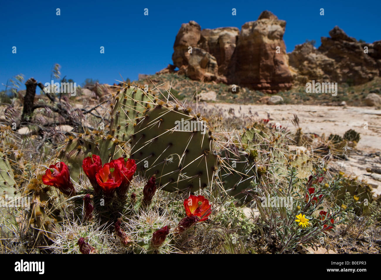 Les fleurs rouges d'un cactus Echinocereus triglochidiatus Claret Cup Canyon de sable, Canyons of the Ancients National Monument Colorado Banque D'Images