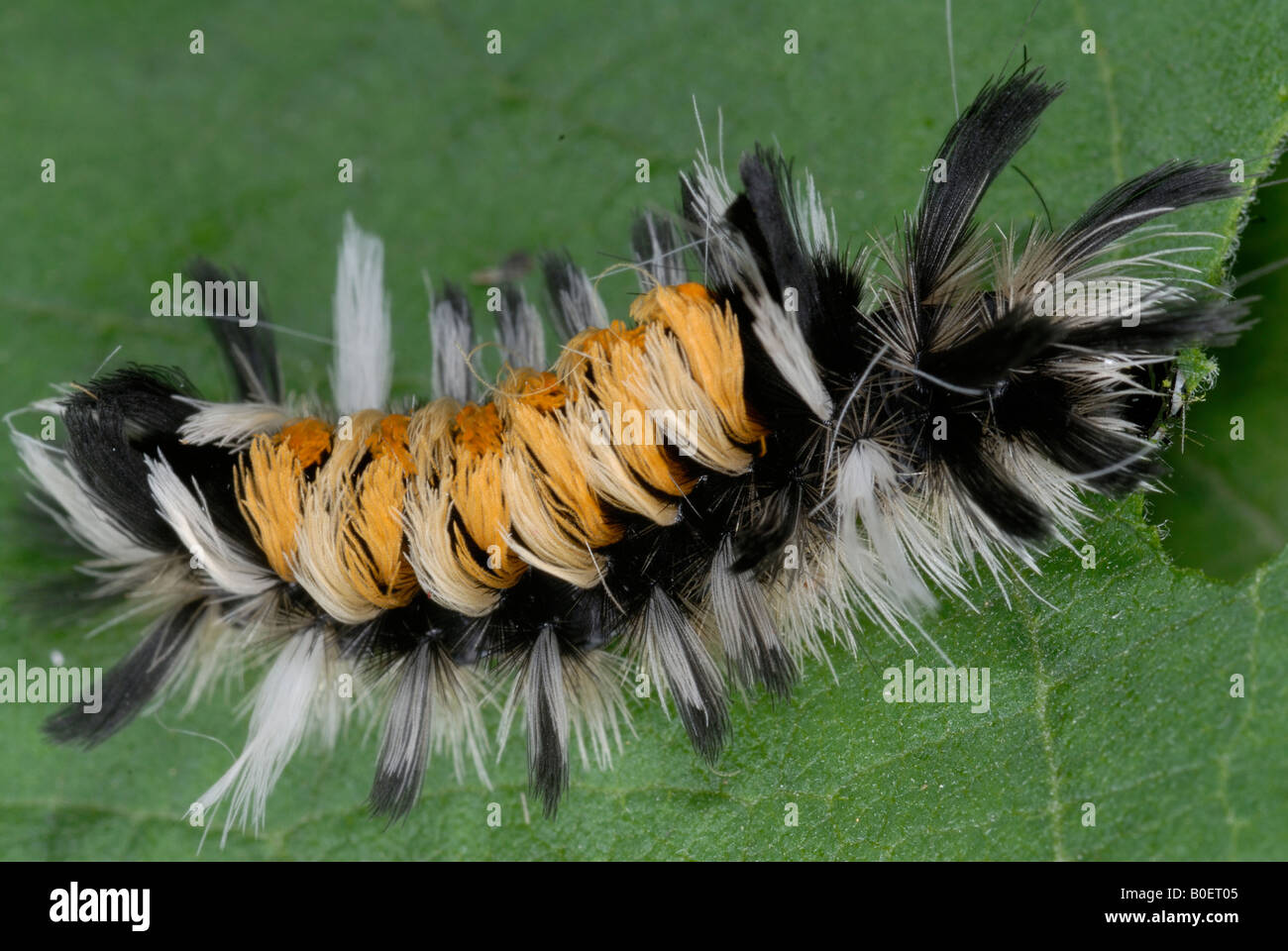 Euchaetes egle l'asclépiade tussock chenille ou Tiger Moth, l'asclépiade est une espèce de la famille des Arctiidae Banque D'Images