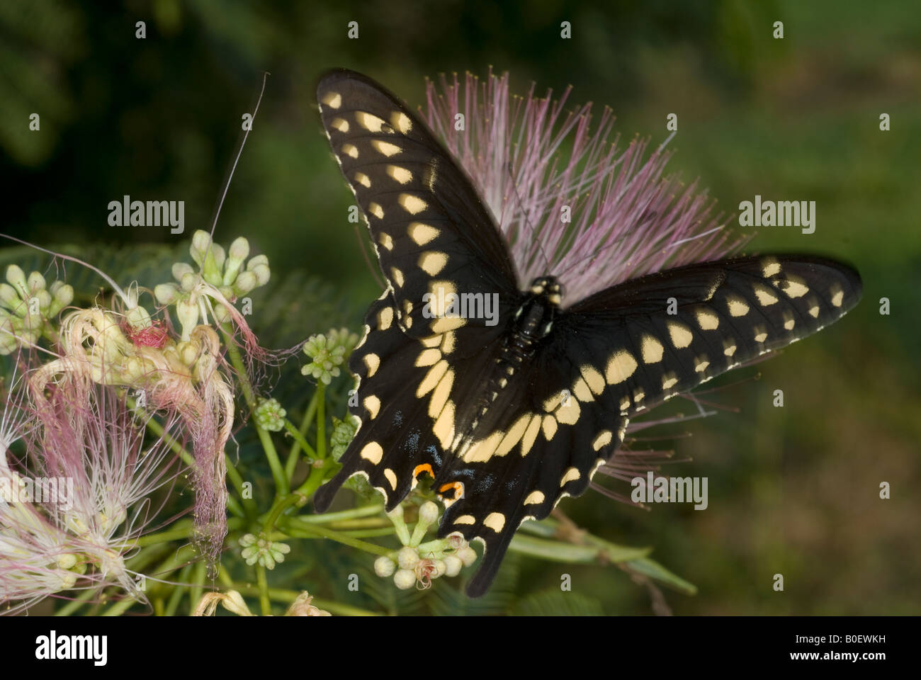 Papilio polyxenes Swallowtail noir Banque D'Images