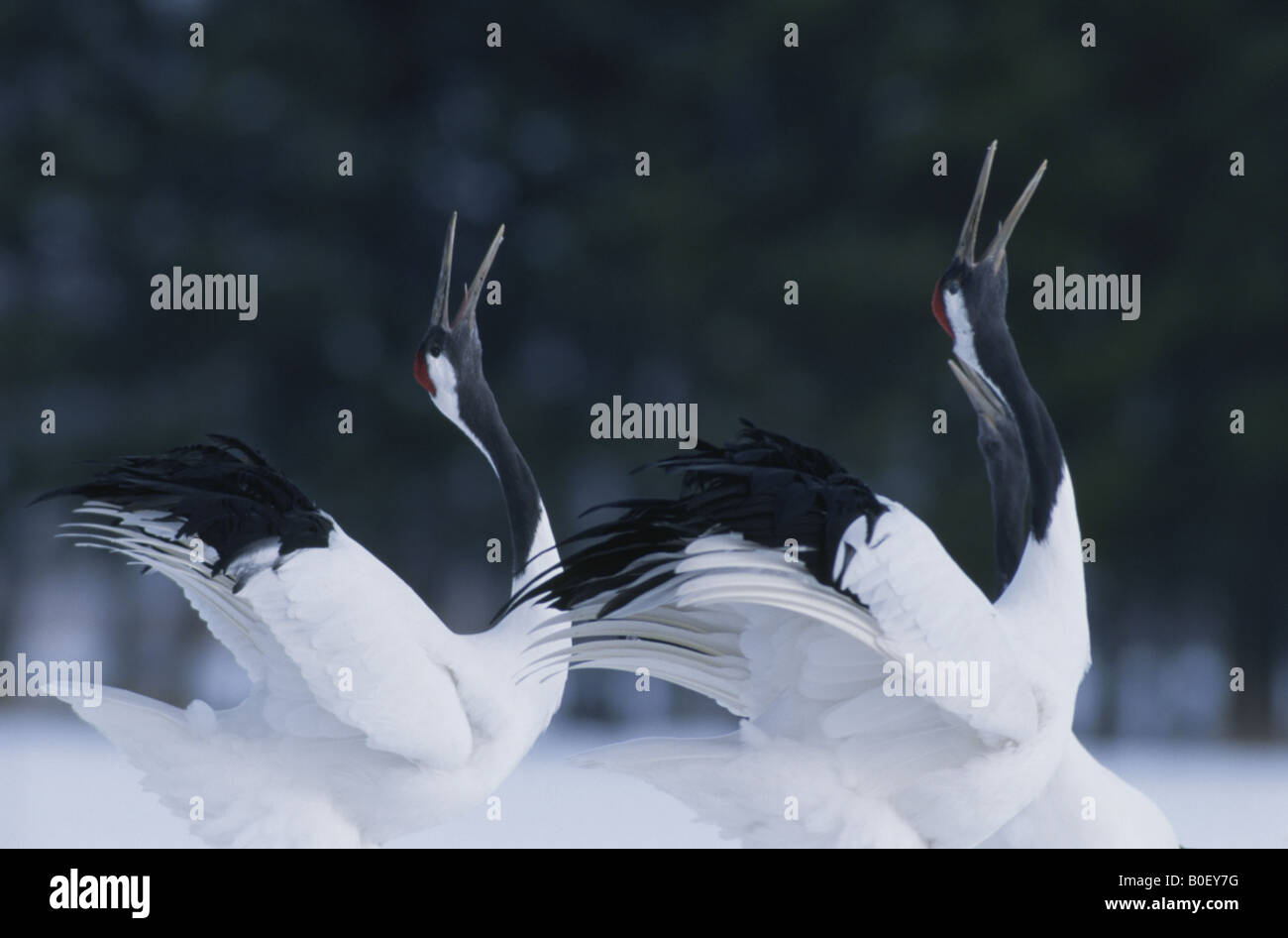 Grue japonaise Banque D'Images