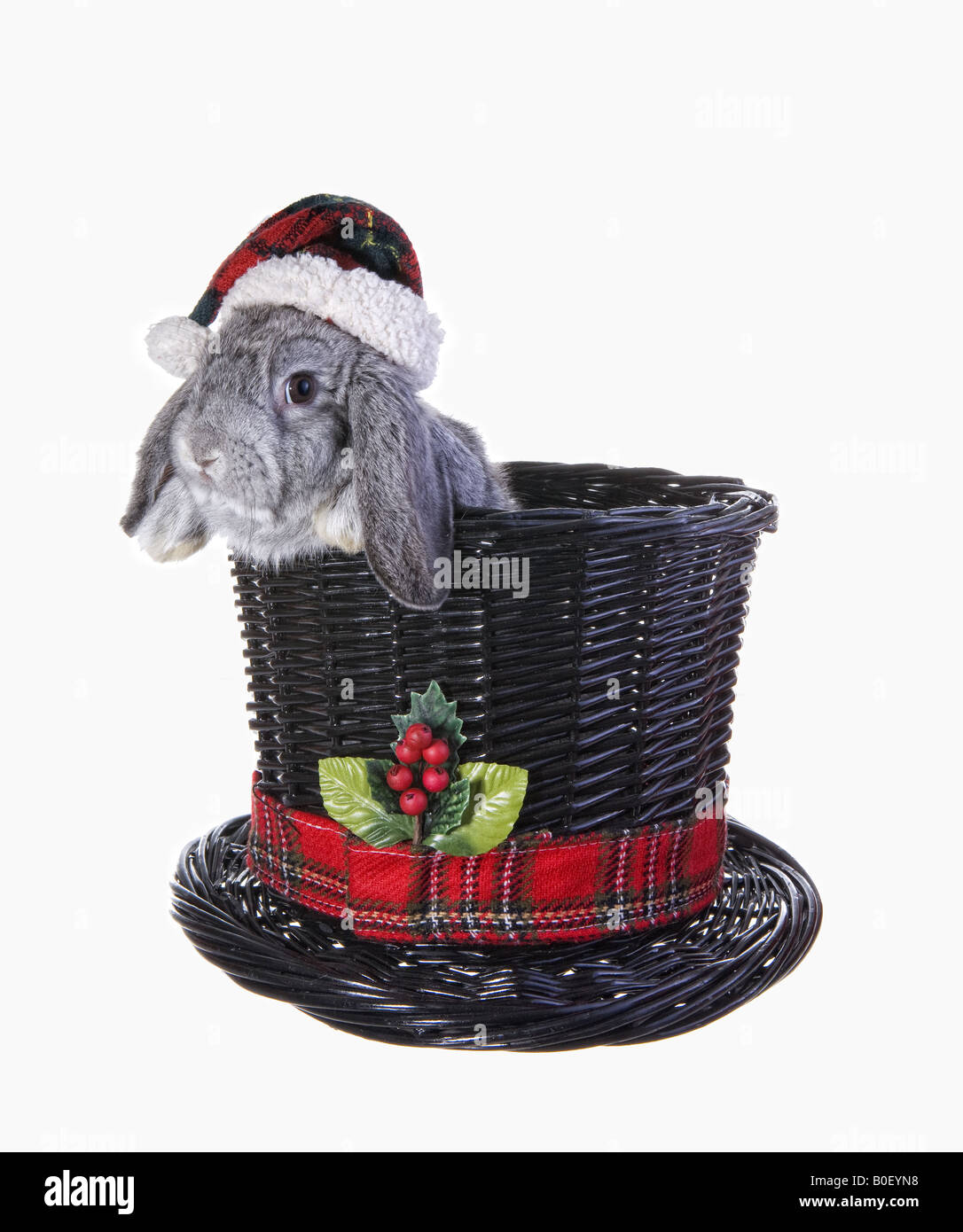 Noel Mignon Mini Gris Bebe Lapin Belier Wearing Hat A L Interieur De Big Black Christmas Top Hat Isole Sur Fond Blanc Photo Stock Alamy