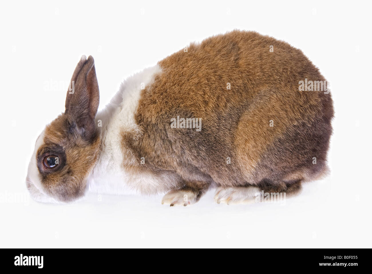 Lapin hollandais isolé sur fond blanc Banque D'Images