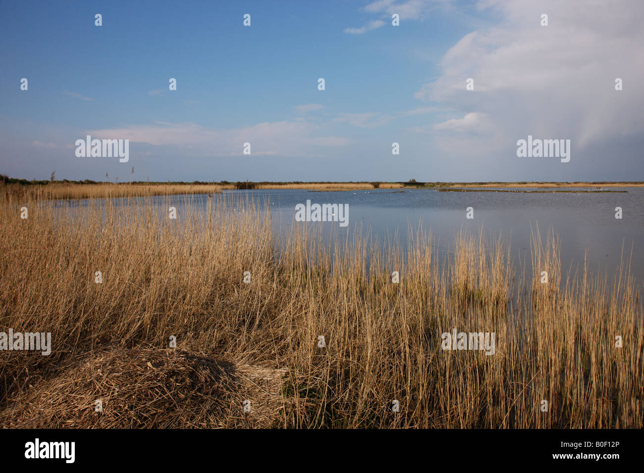 Réserve naturelle de Titchwell, vue sur le lagon principal, Titchwell Norfolk, Royaume-Uni Banque D'Images