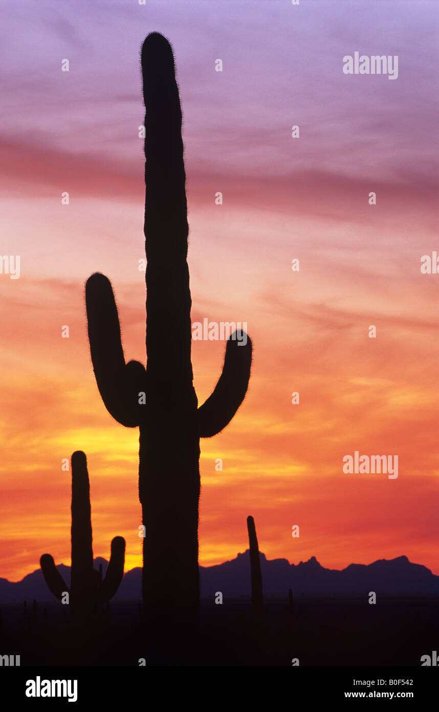 Saguaro cactus contre ciel coucher de soleil spectaculaire, Saguaro National Park, Arizona USA Banque D'Images
