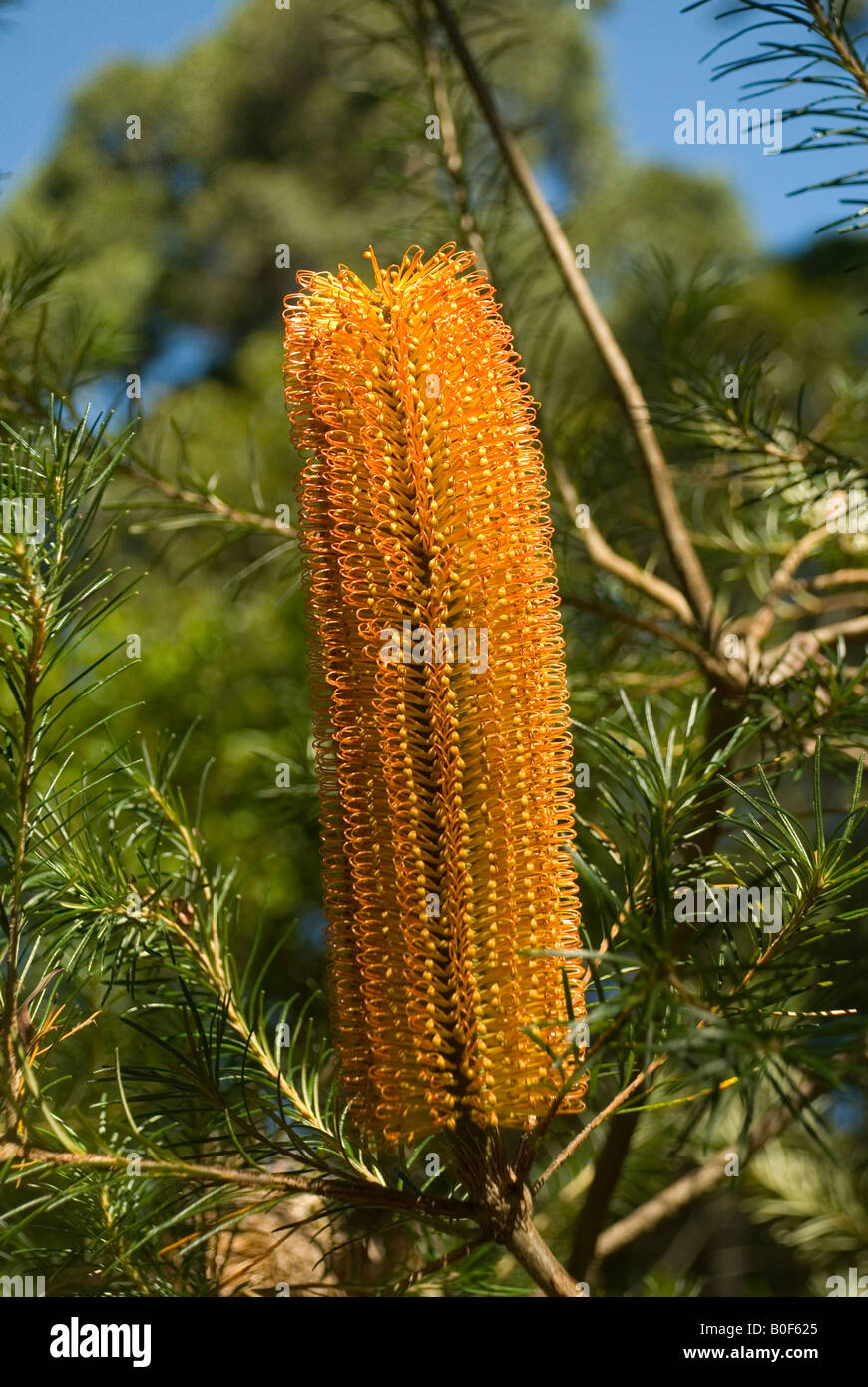 Banksia australien Golden Candle flower Banque D'Images