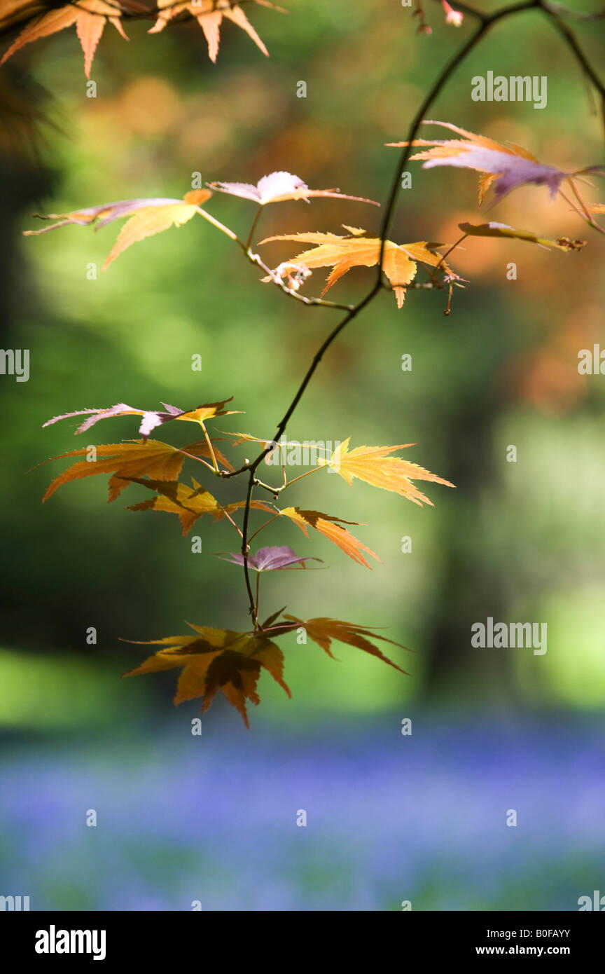 Japanese Maple Acer palmatum quitte contre un fond bluebell Banque D'Images