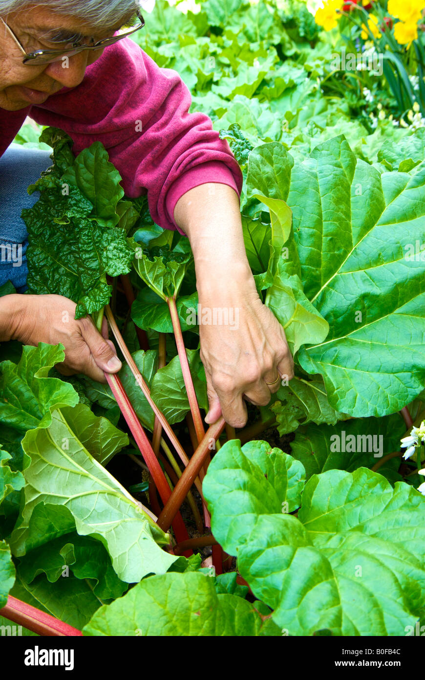 La récolte de la rhubarbe bio, un printemps traiter. Banque D'Images