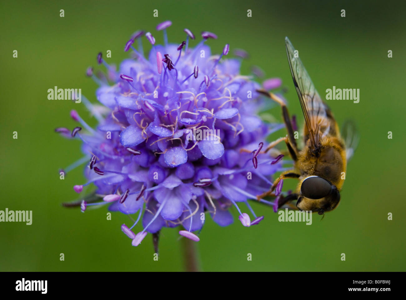 Devil's bit scabious et un hoverfly. (Succisa pratensis et Eristalis pertinax) Banque D'Images
