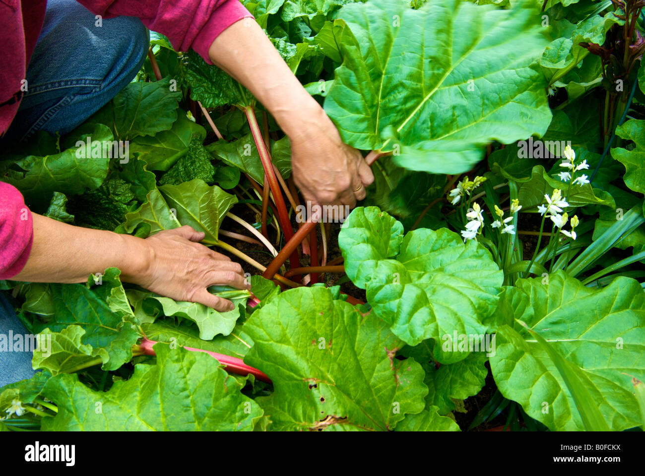 La récolte de la rhubarbe, de l'homme organique un printemps traiter à partir d'un potager Banque D'Images