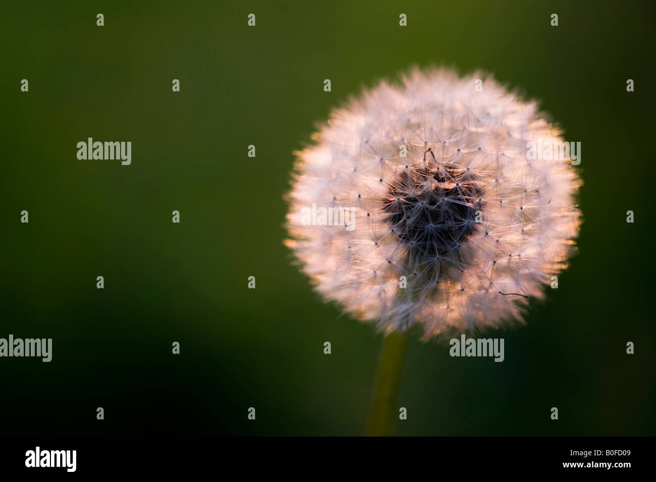 Taraxacum officinale. Graines de pissenlit dans le soir rougeoyant du soleil Banque D'Images