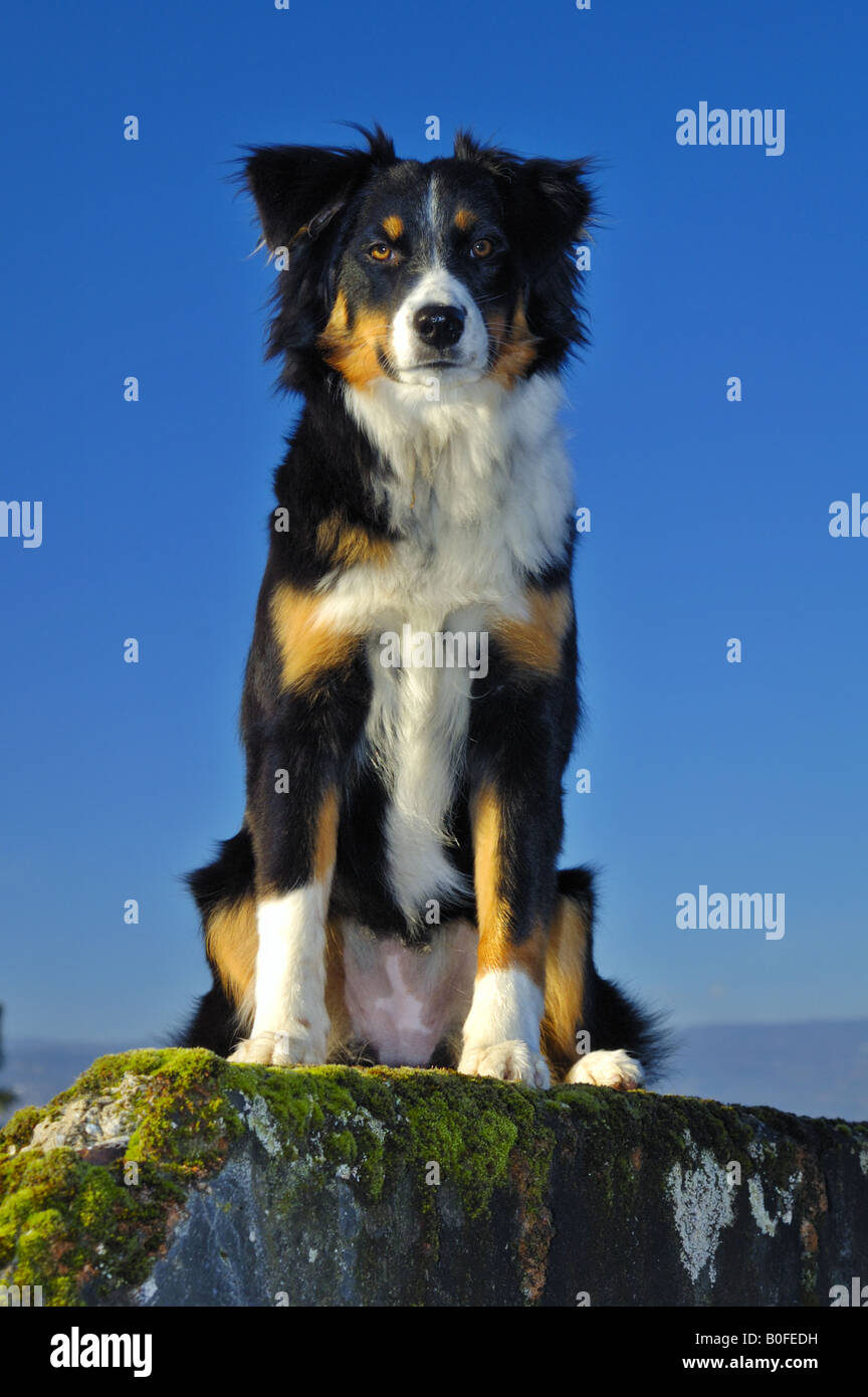 Cross-border collie breed, regarder Photo Stock - Alamy