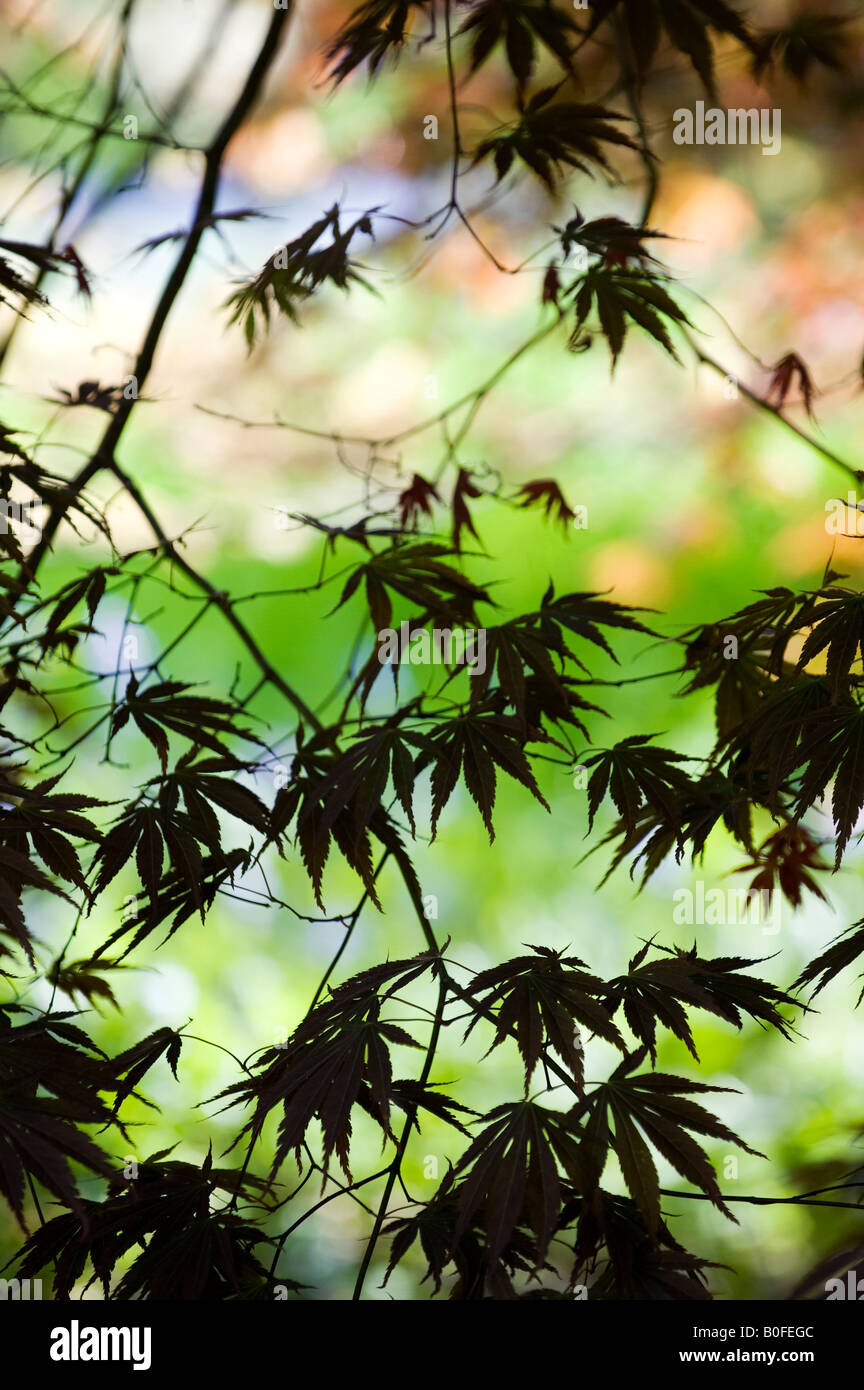 Japanese Maple Acer palmatum 'Burgundy lace' les feuilles des arbres Banque D'Images