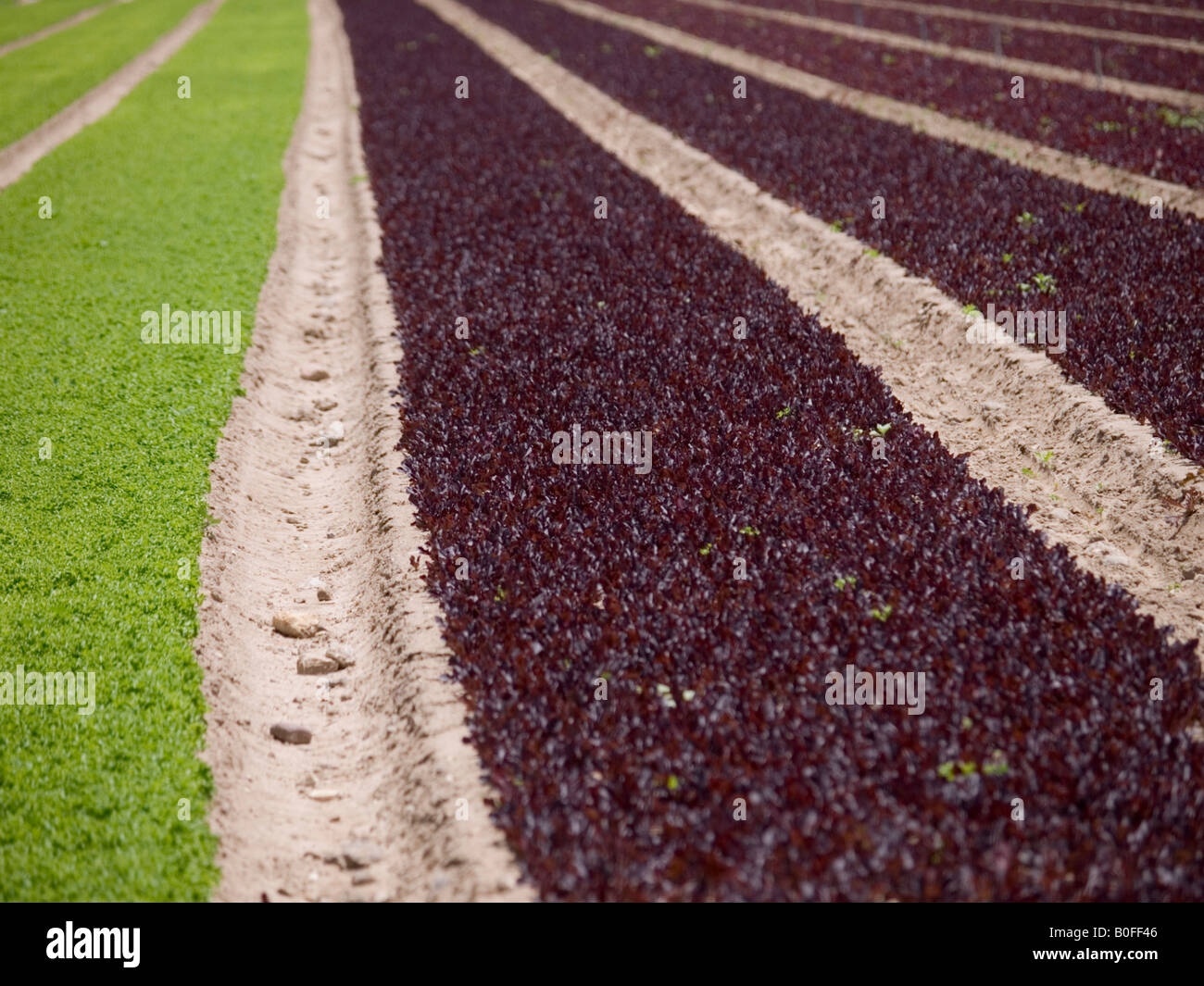 Les champs cultivés dans la région de Camarillo, Californie Banque D'Images