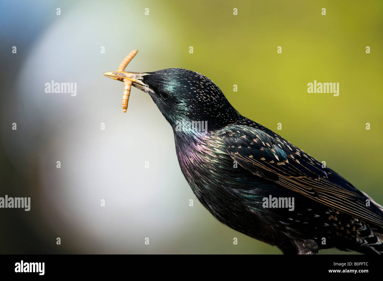 Sturnus vulgaris. Starling avec farine dans son bec. UK Banque D'Images