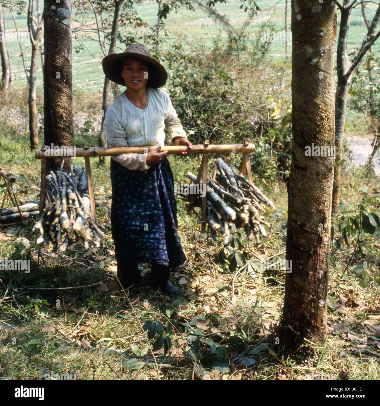 Femme de la région de ramasser du bois dans les bois du sud de la Chine Banque D'Images