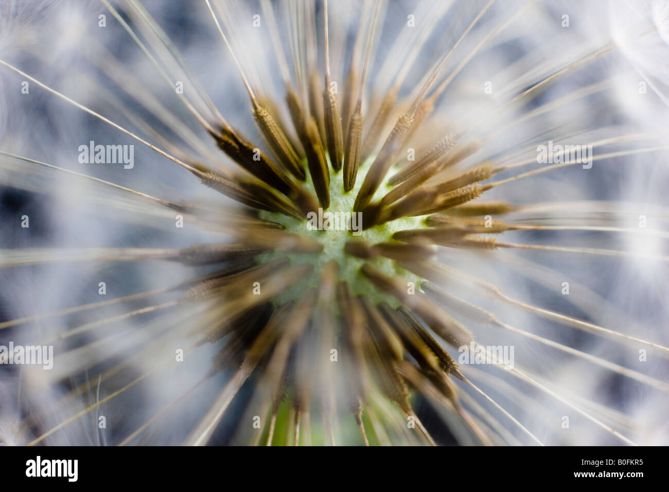 Graines de fleurs de pissenlit Taraxacum officinale Asteraceae macro close up Banque D'Images
