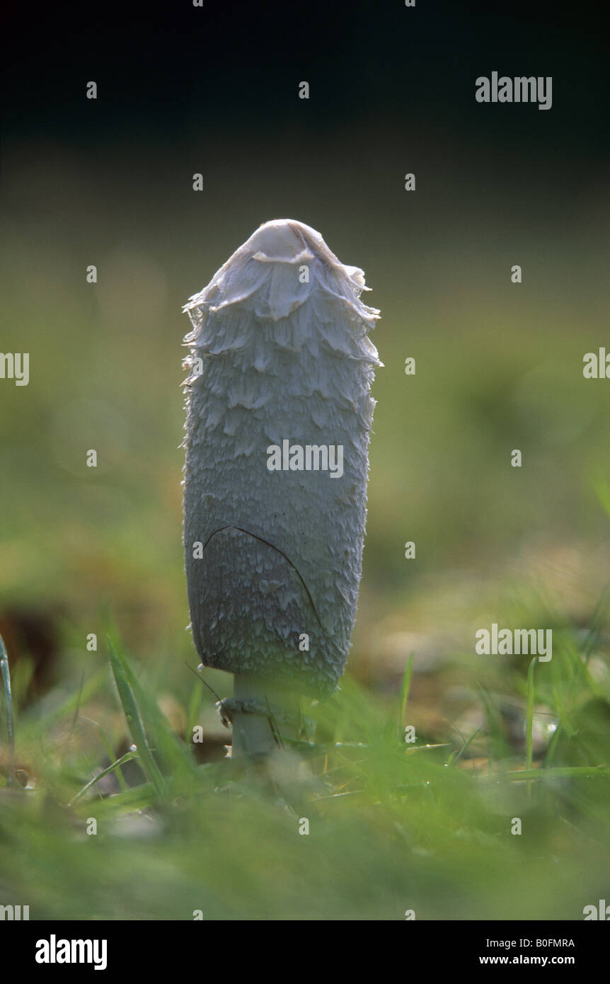 Cap d'encre Coprinus comatus shaggy Banque D'Images