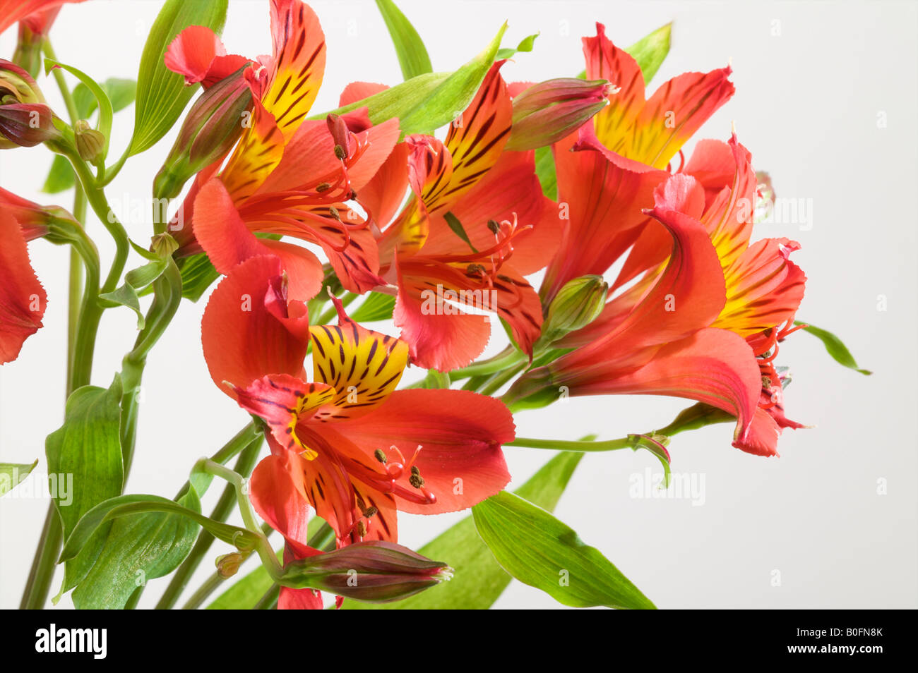 L'Alstroemeria aurea ou Lily péruvienne comme un bouquet de fleurs dans un vase flower close up Banque D'Images