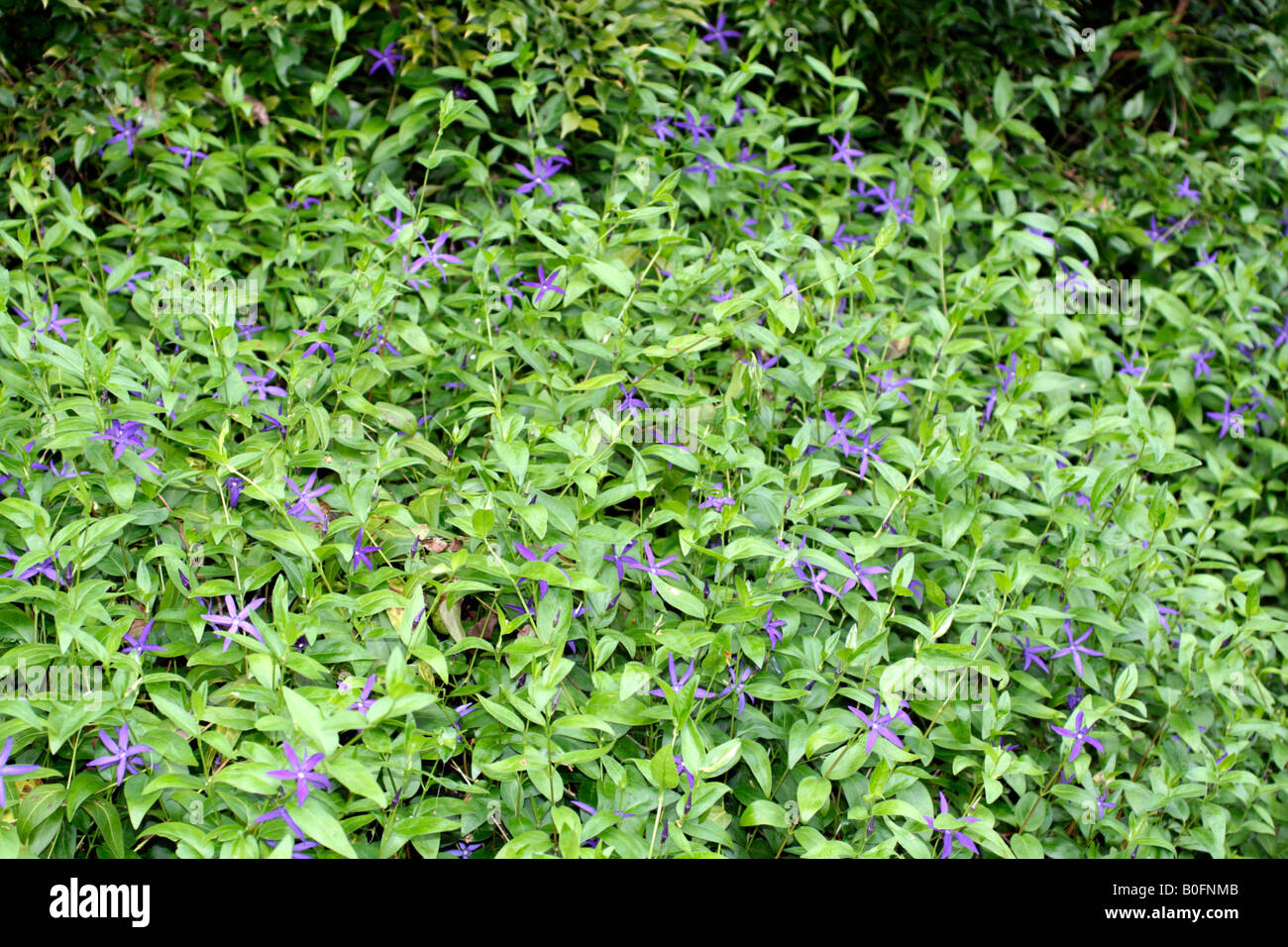 VINCA MAJOR HIRSUTA SOUS LES ARBUSTES DE PLUS EN PLUS SUR LE CAMPUS DE L'Université d'Exeter Banque D'Images