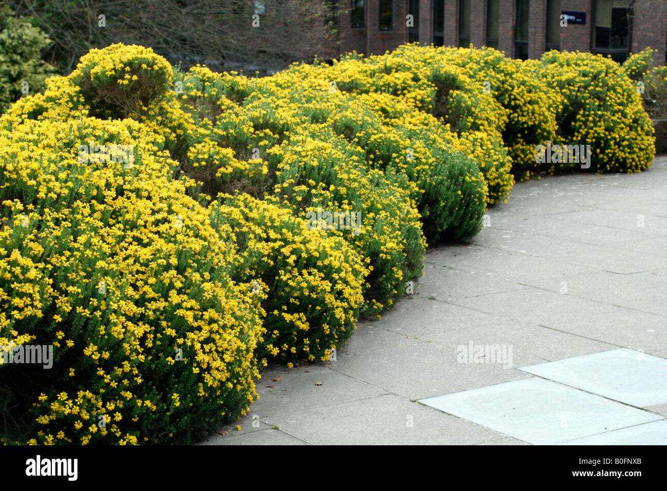 GENISTA HISPANICA espagnol l'ajonc Banque D'Images