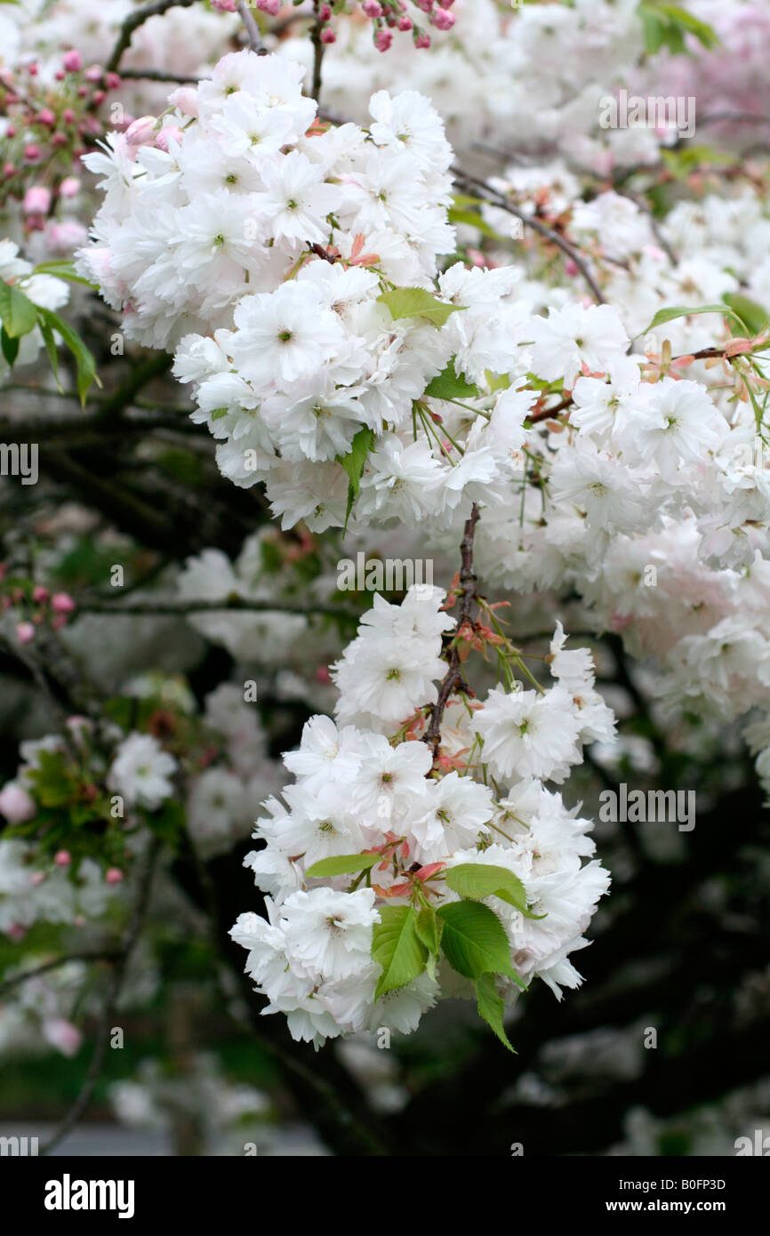 PRUNUS SHOGETSU AGM Banque D'Images