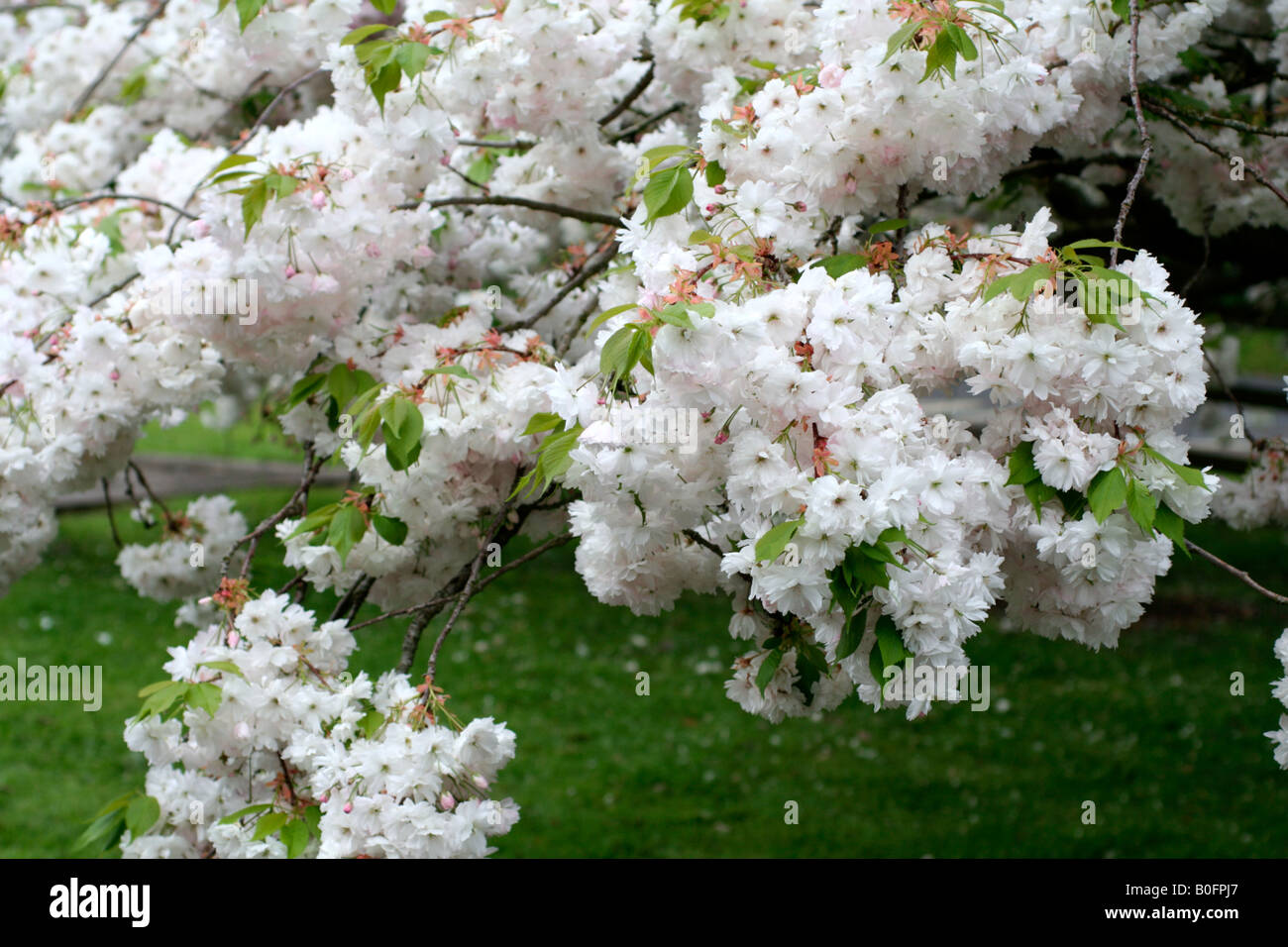 PRUNUS SHOGETSU AGM Banque D'Images