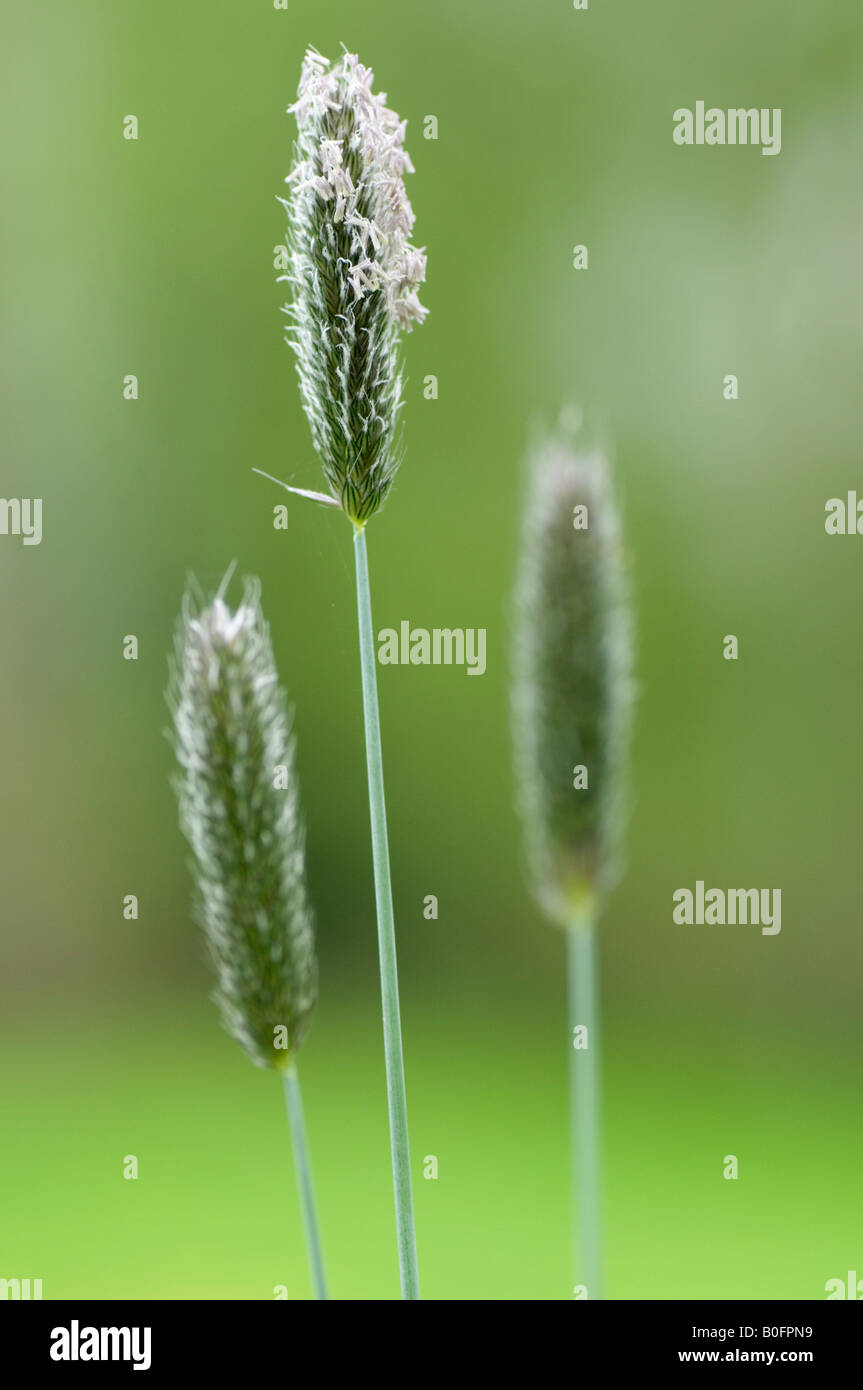 Les carex en fleur dans le pré Banque D'Images