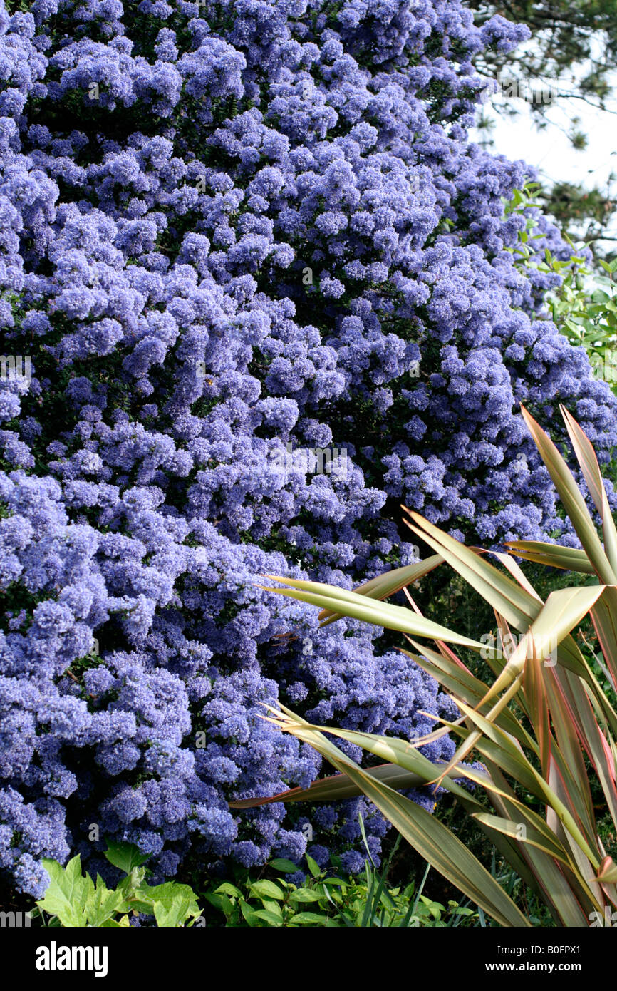 CEANOTHUS CONCHA AGM Banque D'Images